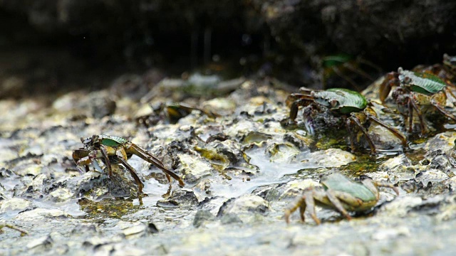海滩上岩石上的螃蟹视频素材
