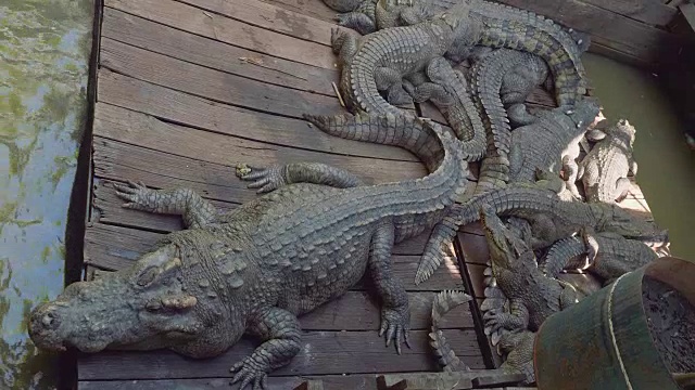 柬埔寨洞里萨湖鳄鱼农场的鳄鱼视频素材