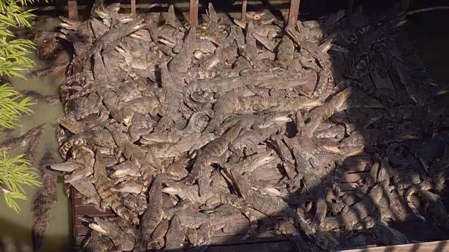 洞里萨湖鳄鱼农场的鳄鱼景观视频素材