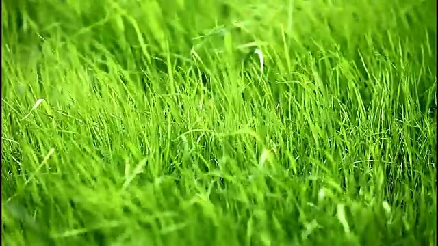 风中绿草视频素材