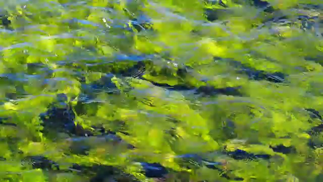阿尔泰河库尔库雷克清澈的河水视频。水草和绿藻可以看到在底部和流动的小溪视频下载