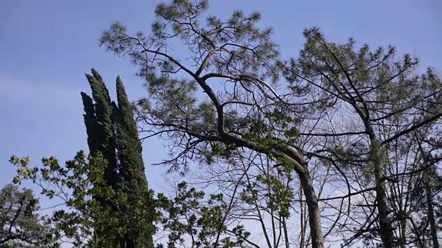 树木和天空-开车穿过森林向上看，4k视频下载