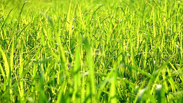 清晨的草地是美丽的视频素材