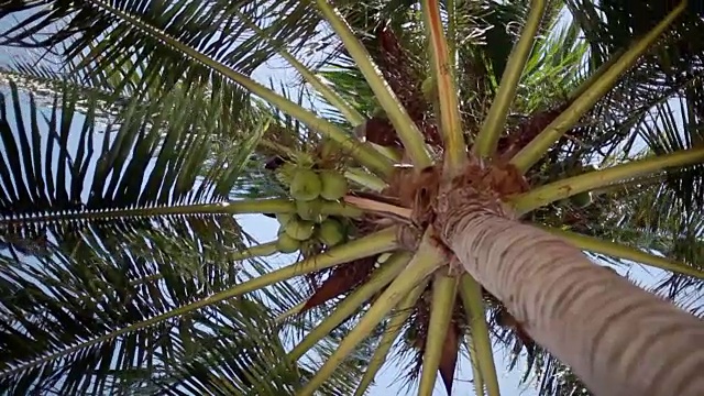 在有风的日子里，一棵美丽的棕榈树与蓝色晴朗的天空。1920 x1080视频素材