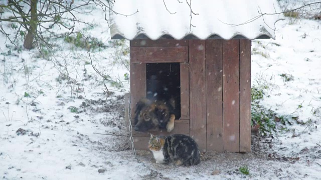 狗在狗窝里，猫在冬天坐在旁边。视频下载