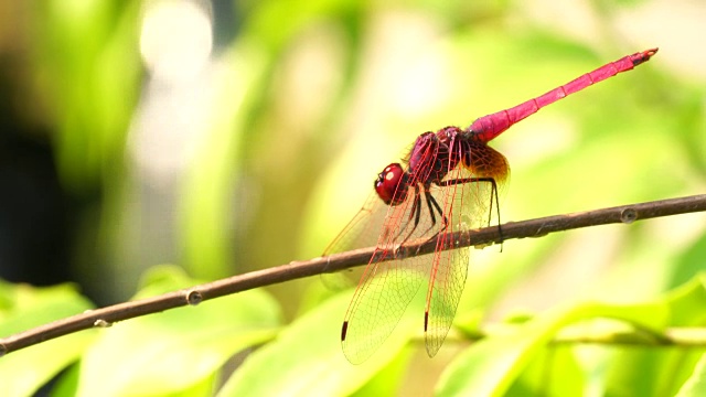 4k红色的蜻蜓特写野生动物，大眼睛是五颜六色的，绿色的背景在花园里。视频素材