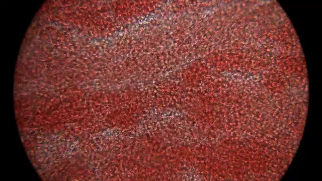 在显微镜下的血液运动视频素材