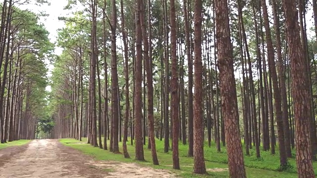 森林树木在早上。大自然绿色木材阳光背景。视频下载