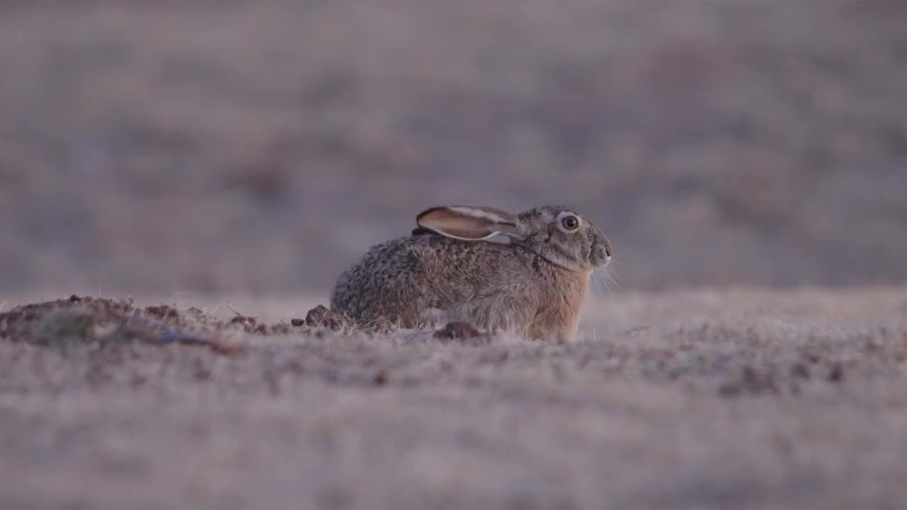 黑尾长耳大野兔视频素材