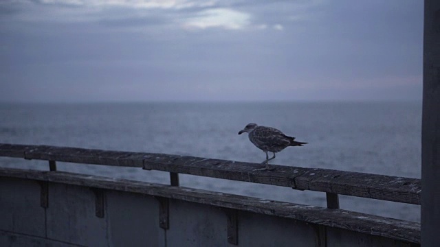 加利福尼亚码头上的海鸥，特写视频素材