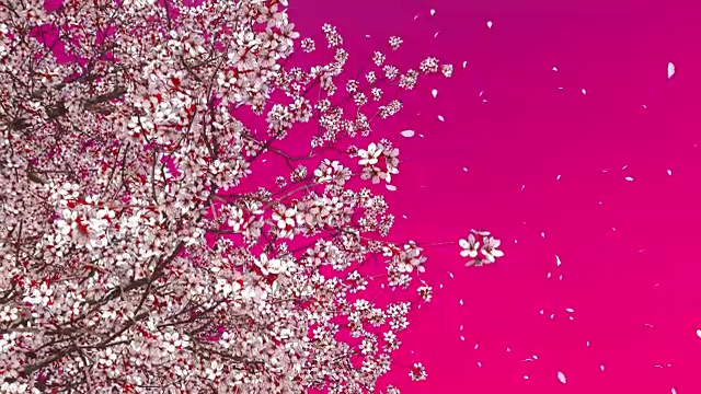 盛开的樱花樱花树冠在粉红色的背景视频下载