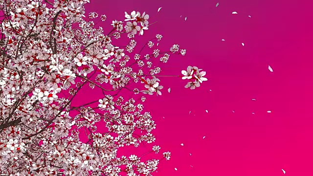 3D樱花樱花树开花和落花的花瓣视频下载