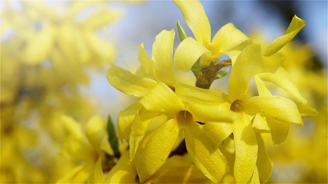 春天，黄花丛中。视频素材