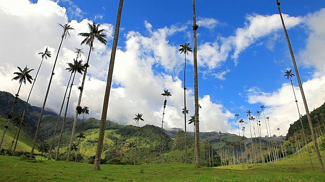 蓝天和棕榈树视频素材