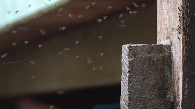 成群小蚊子成群昆虫飞飞视频素材