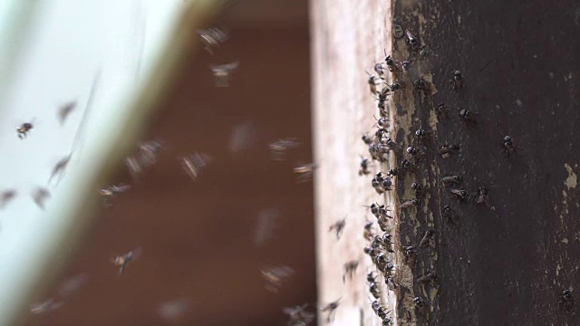 成群小蚊子成群昆虫飞飞视频素材