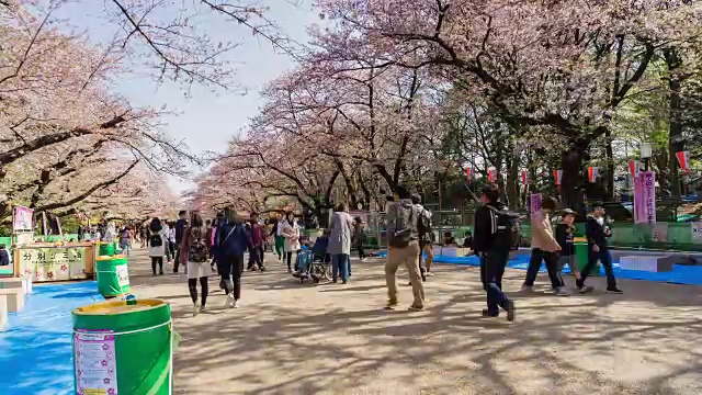 游客们在日本东京上野公园欣赏樱花视频下载