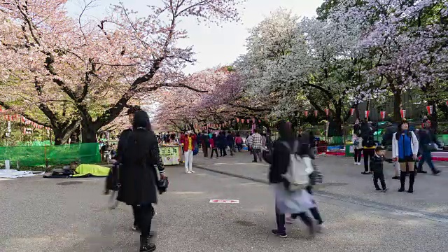 游客们在日本东京上野公园欣赏樱花视频下载
