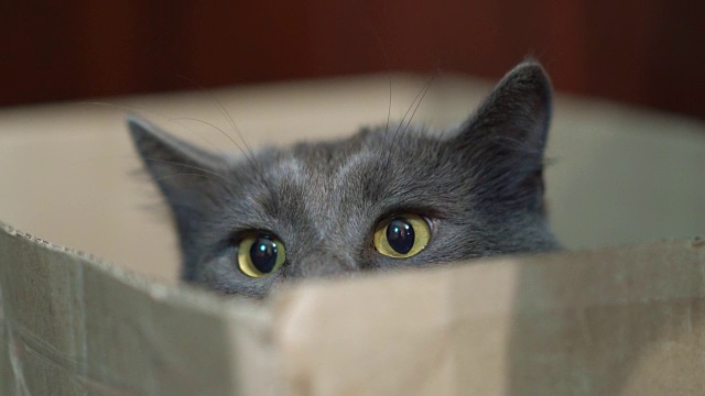 盒子里有张有趣的猫脸。灰猫躲在盒子里，眼睛睁得大大的。视频素材
