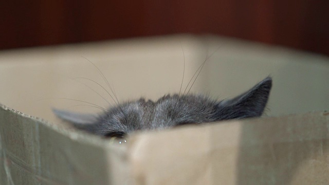 盒子里有张有趣的猫脸。灰猫正盯着盒子外捕食。视频素材