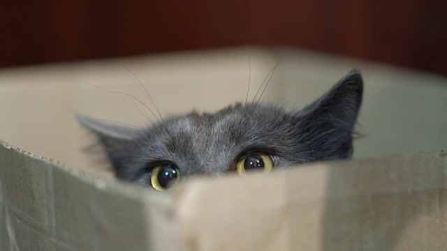 盒子里有张有趣的猫脸。灰猫正盯着盒子外捕食。视频素材