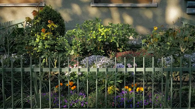 室内花园栽培花卉视频下载