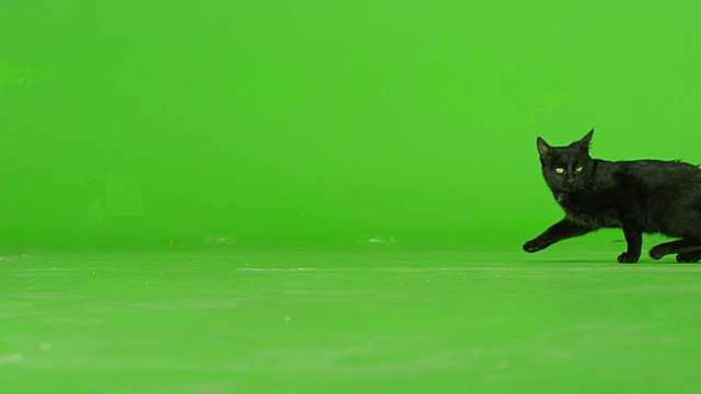 黑猫在绿色屏幕上行走。缓慢的运动。视频素材