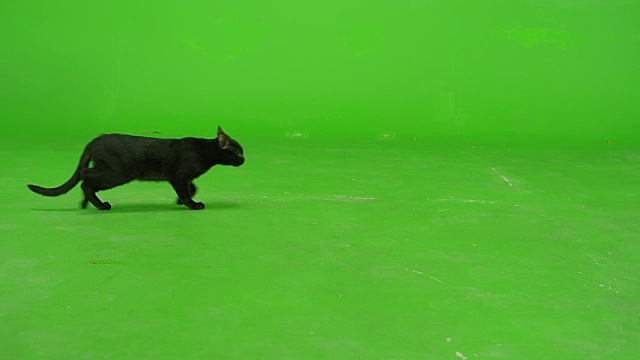 黑猫在绿色屏幕上行走。缓慢的运动。视频素材