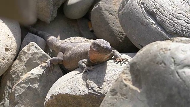岩石上的巨型蜥蜴，4k慢镜头视频素材