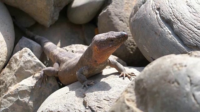 一只巨大的蜥蜴用4k慢镜头在岩石上四处张望视频素材