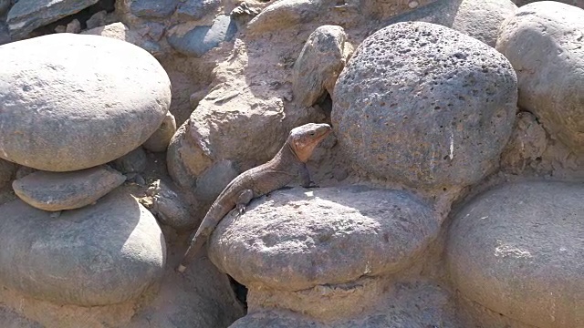 岩石上的巨型蜥蜴，4k慢镜头视频下载