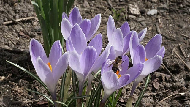 忙碌的蜜蜂在春天的番红花上视频下载