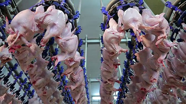 家禽养殖场的鸡肉加工生产线。鸡肉生产线。食品加工工厂。食品行业。食品工厂。视频下载
