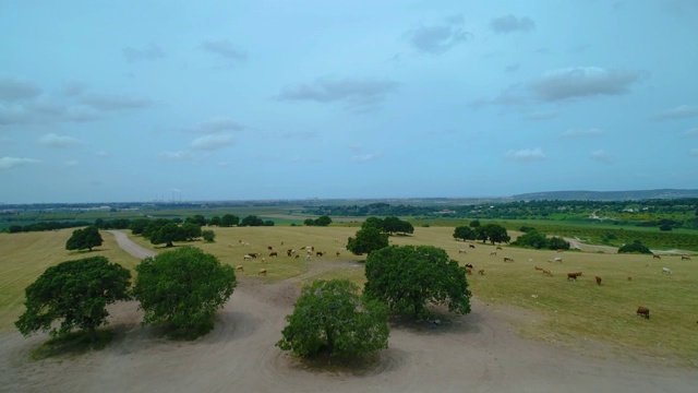 奶牛在干燥的田野里吃草的鸟瞰图视频下载
