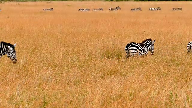 肯尼亚大角马迁徙中的斑马视频素材