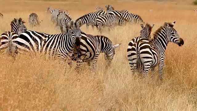 肯尼亚大角马迁徙中的斑马视频购买