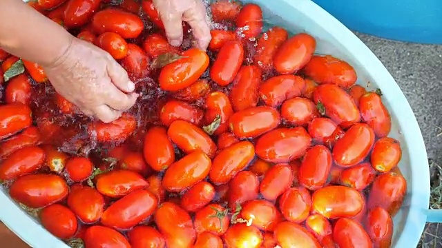 在意大利南部洗西红柿-做番茄酱视频素材