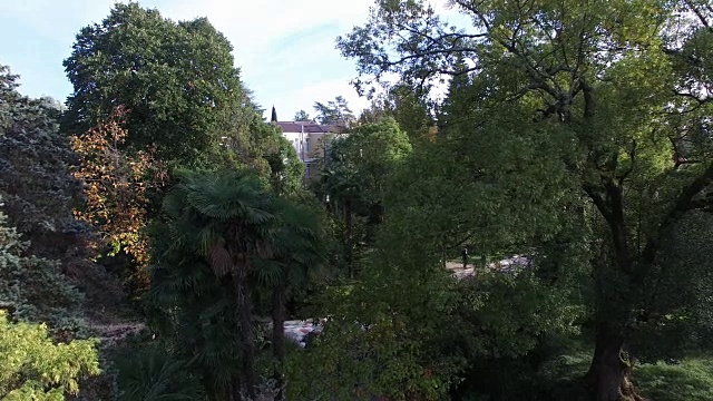 从苏呼米植物园的树上起飞。视频下载