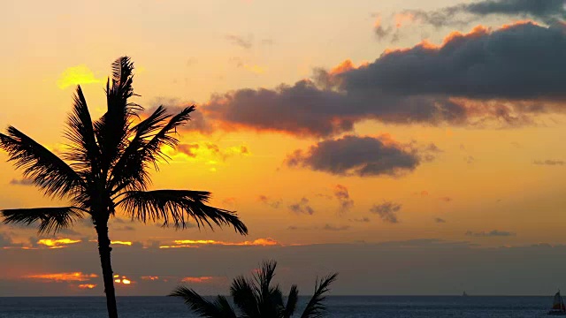 夏威夷棕榈树日落4k慢镜头视频素材
