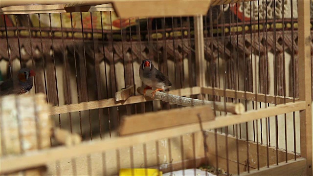 笼子里的金丝雀从栖木上跳下来视频下载