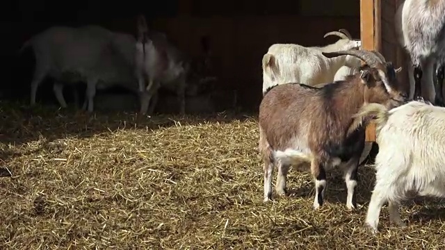 山羊群(Capra hircus)，动物群视频素材