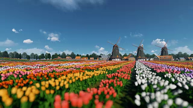 荷兰风车和骑自行车的人在郁金香和美丽的天空映衬下，4K视频素材