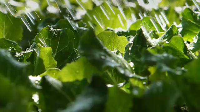 用绿叶蔬菜浇灌菜园视频下载