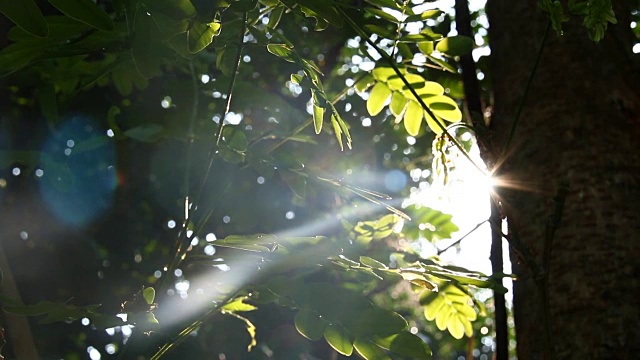 树叶随着阳光摇曳，泰国清迈视频素材