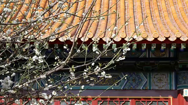 中国传统古建筑背景前，春花迎风摇曳视频下载