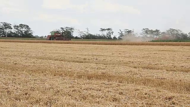 联合收割机正在收割成熟的小麦视频素材