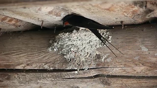 粘土燕子窝，位于房子的墙上视频下载