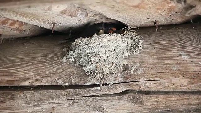 粘土燕子窝，位于房子的墙上视频下载