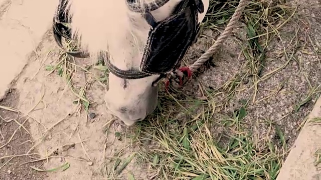 慢镜头:白马吃青翠草的细节。视频素材