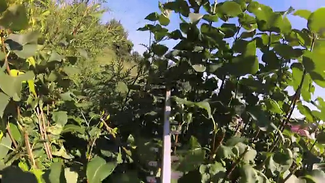 篱笆和灌木修剪POV慢动作视频素材
